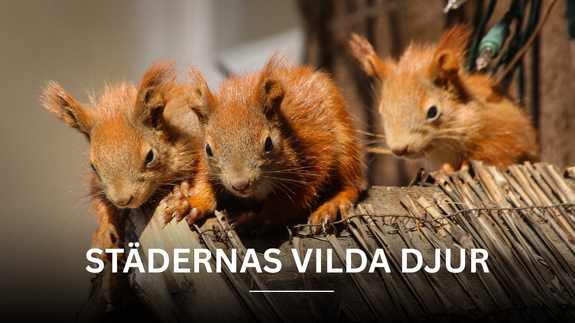 Städernas vilda djur