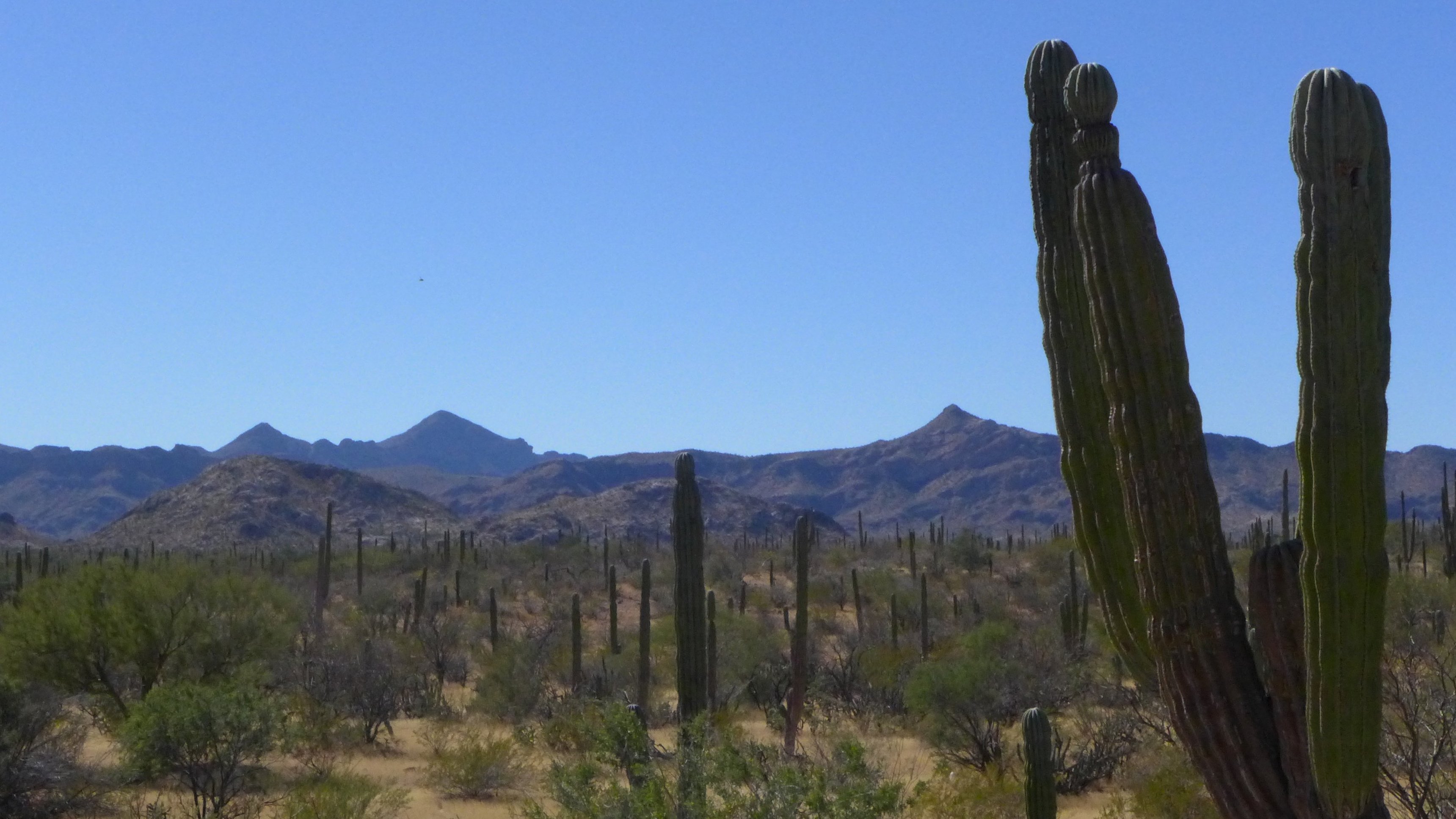 Wild Mexico