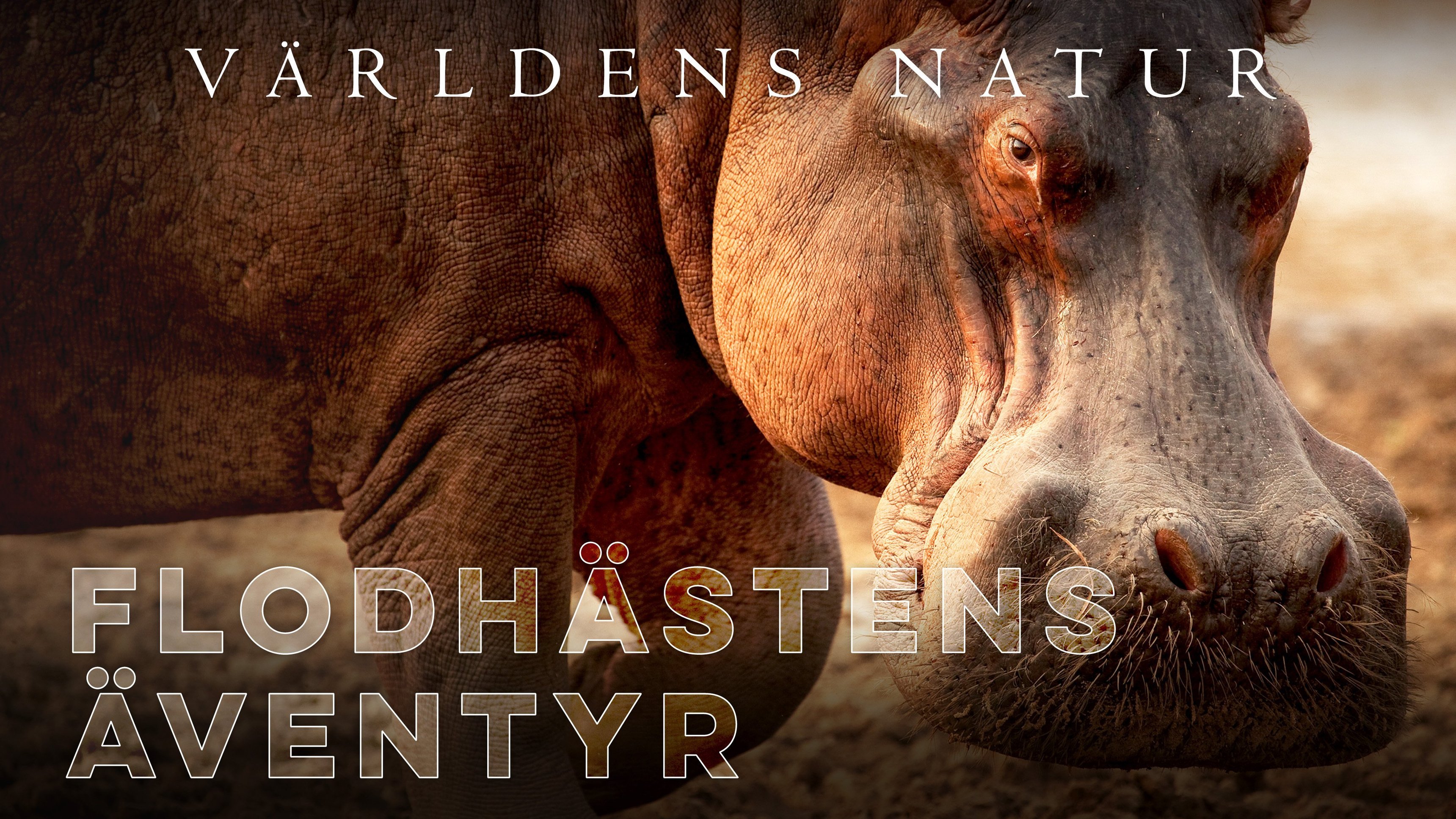 Världens natur: Flodhästens äventyr