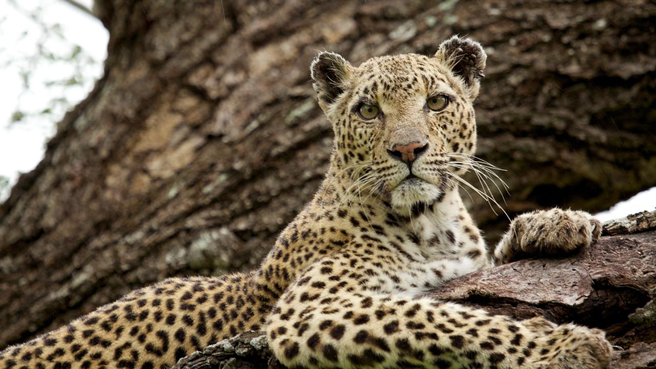 En leopards arv