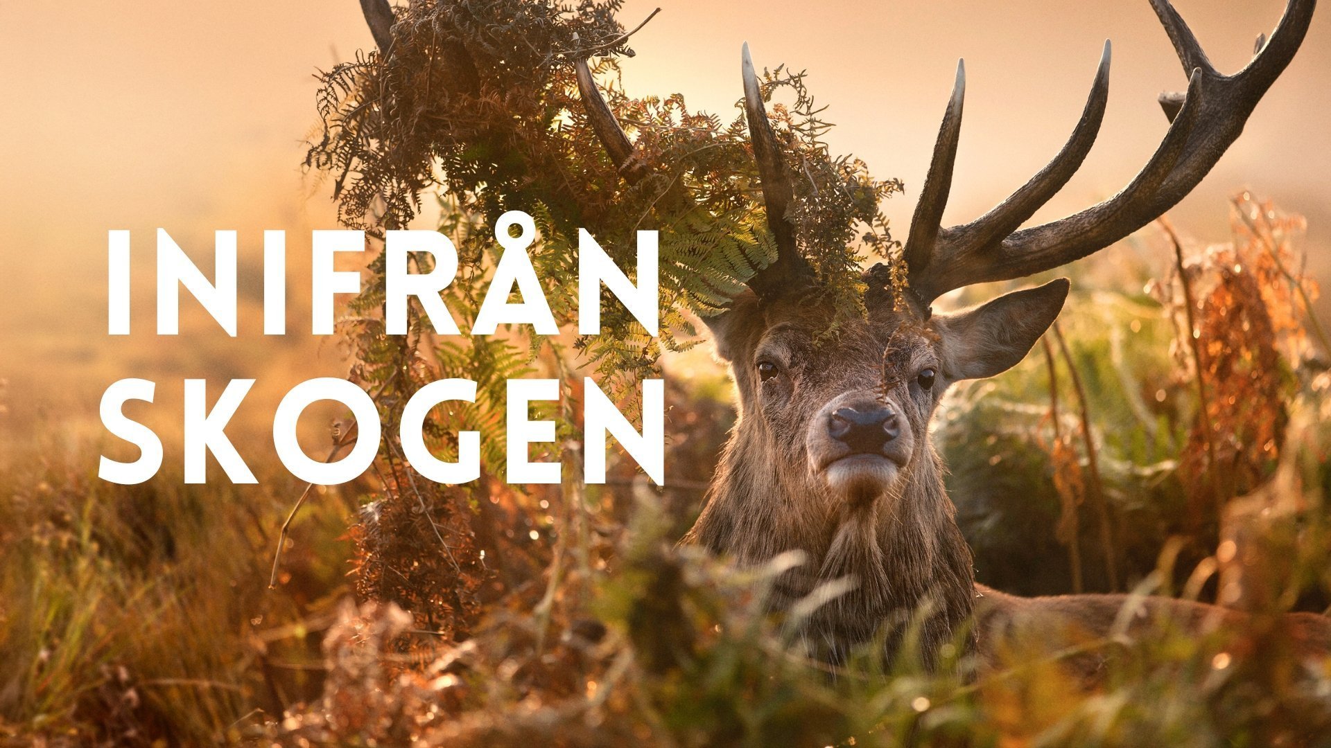 Inifrån skogen