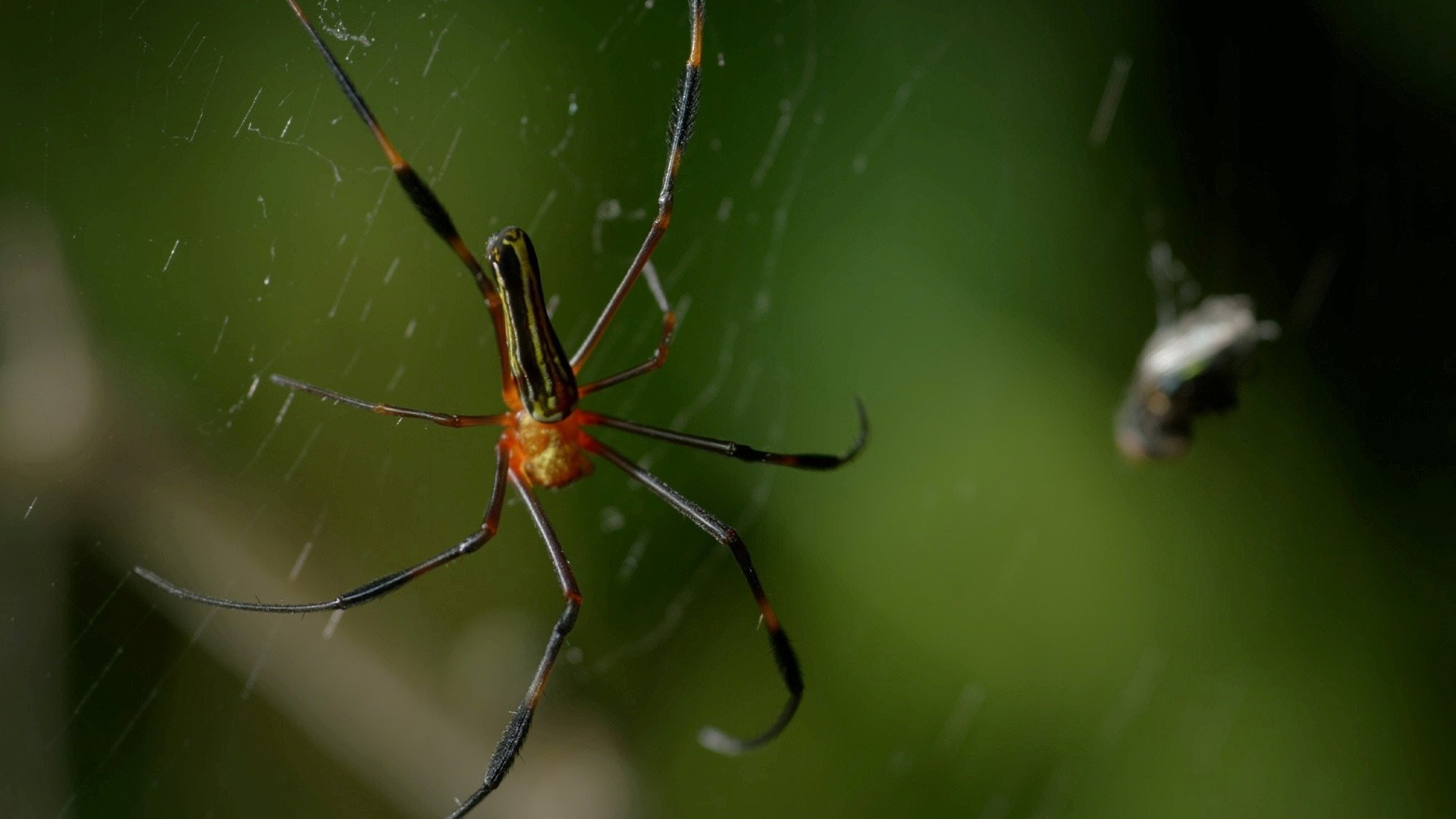 4. Kumpaner i det vilda