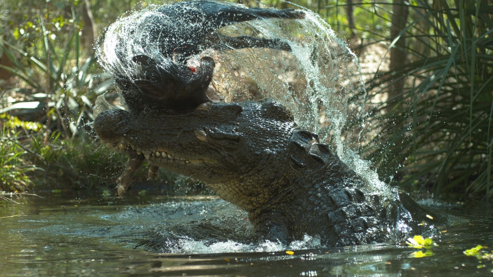 Crocodile - Australia's Greatest Survivor