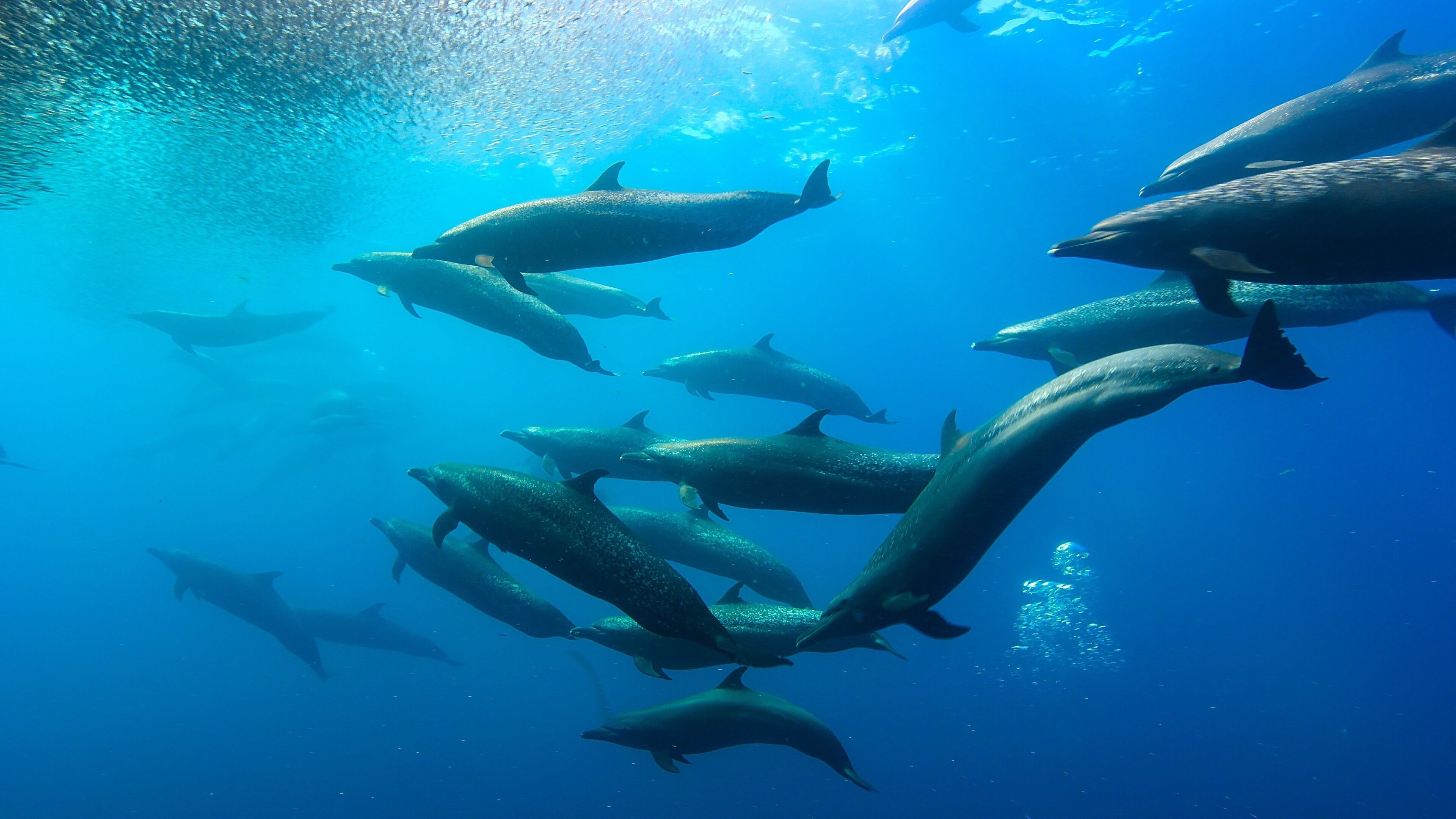 Dolphins Up Close with Bertie Gregory