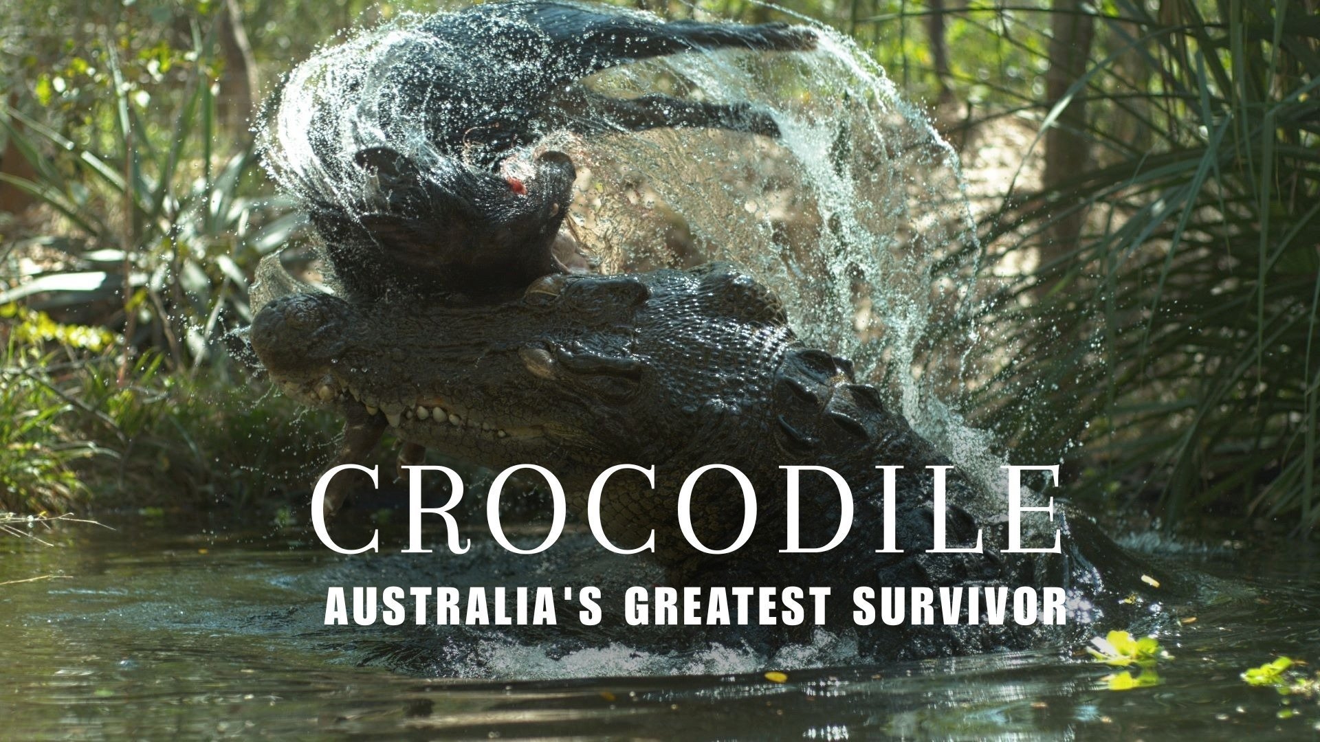 Crocodile - Australia's Greatest Survivor