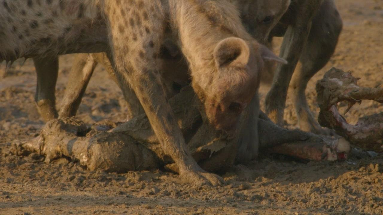 4. Den förlorade prinsen