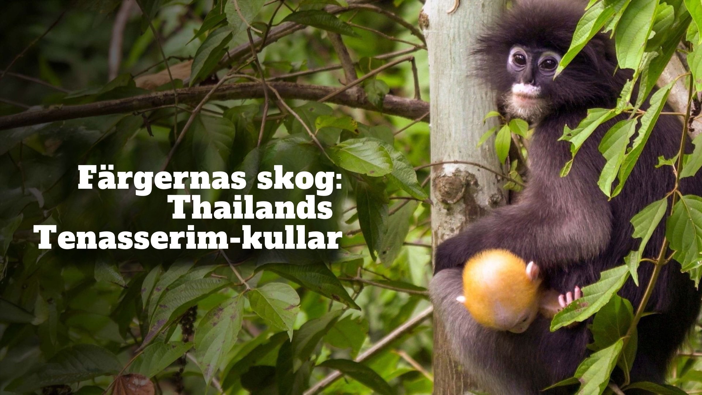 Färgernas skog: Thailands Tenasserim-kullar