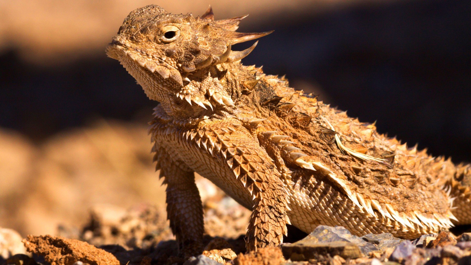 1. Desert Heartlands