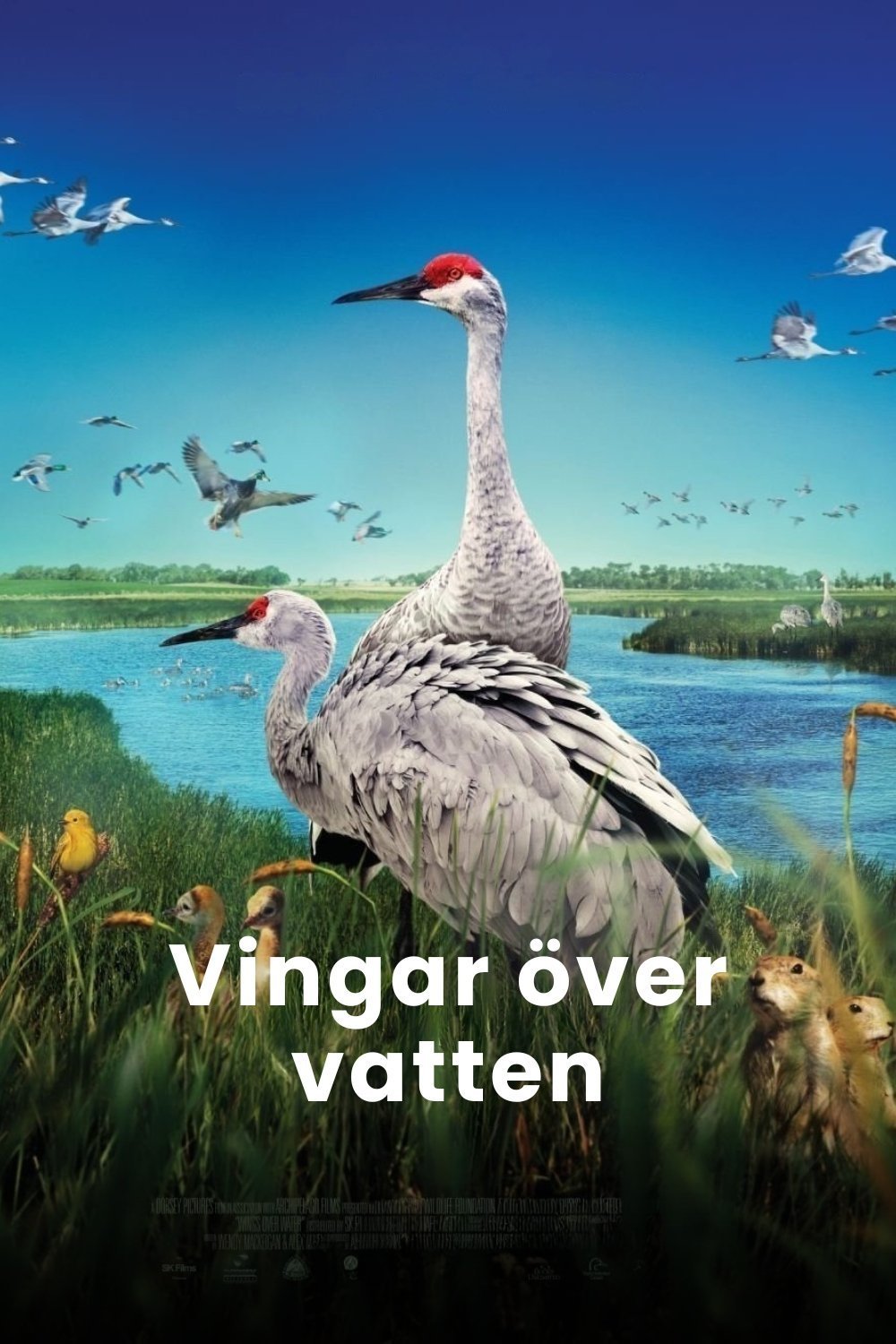 Vingar över vatten
