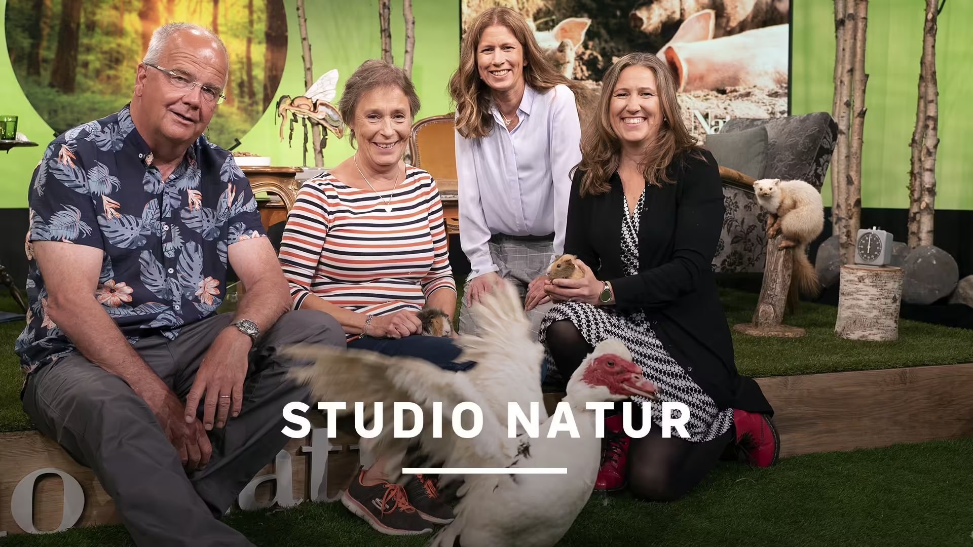 Studio natur