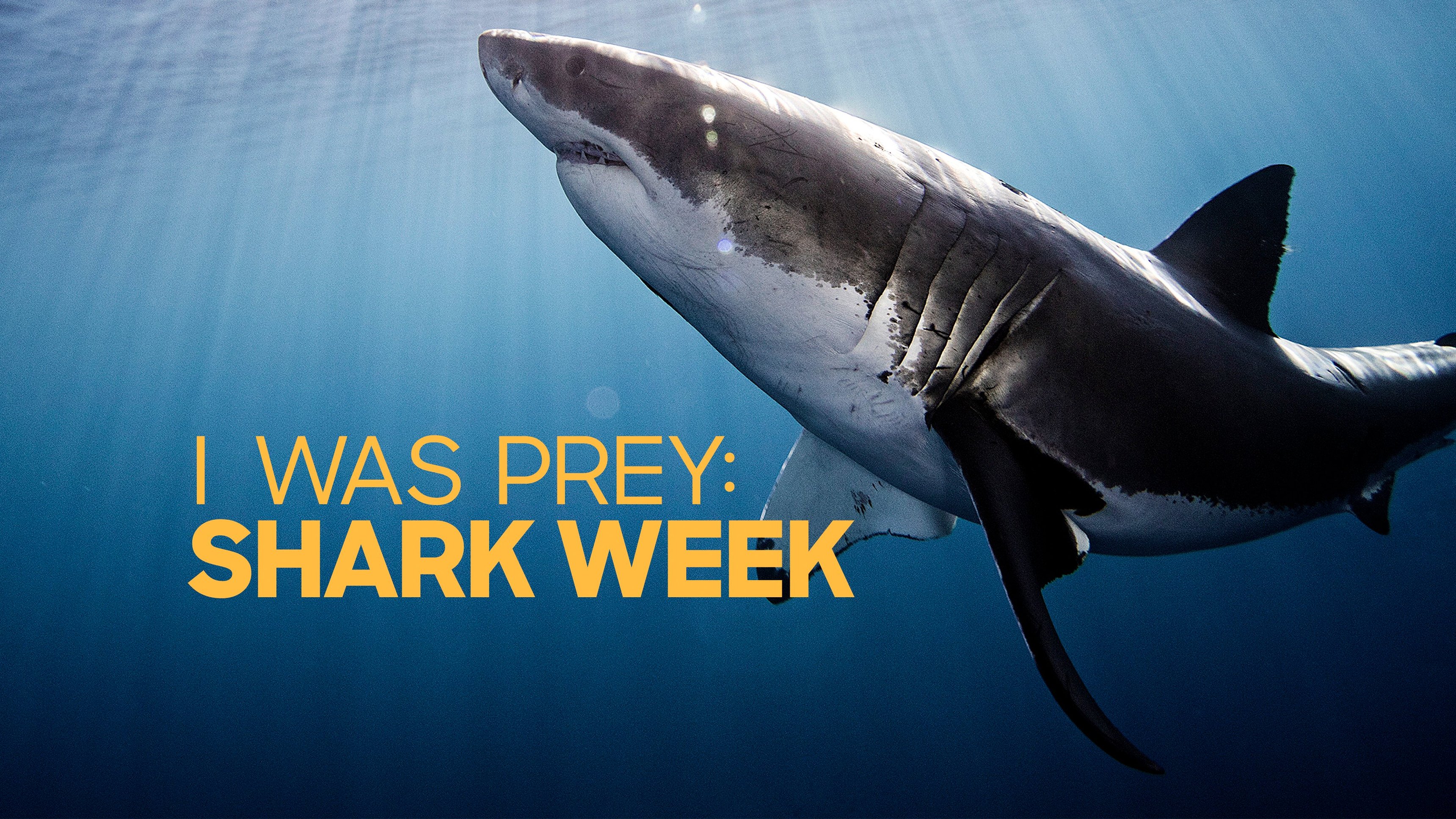I Was Prey: Shark Week