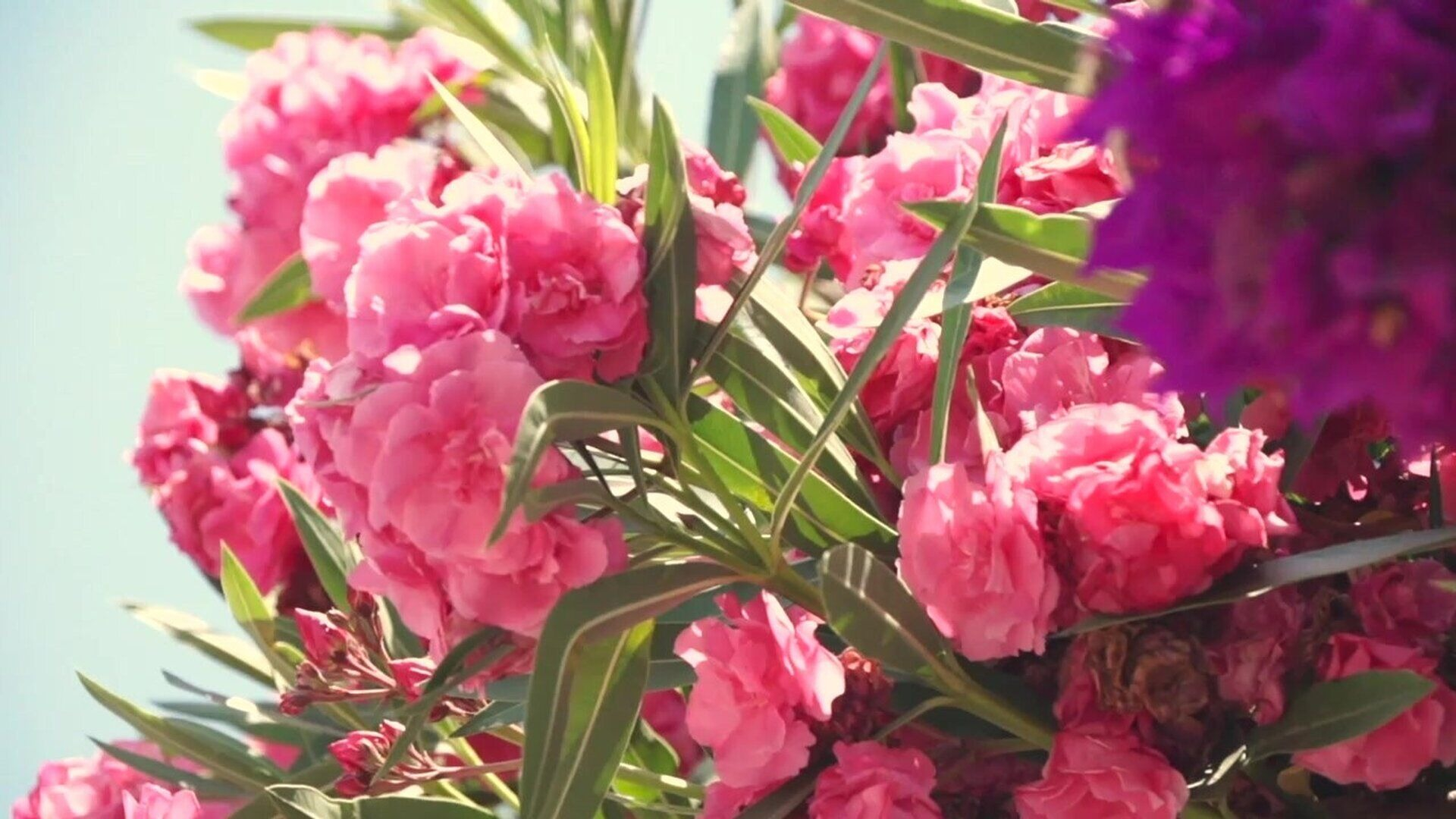 21. Blommor