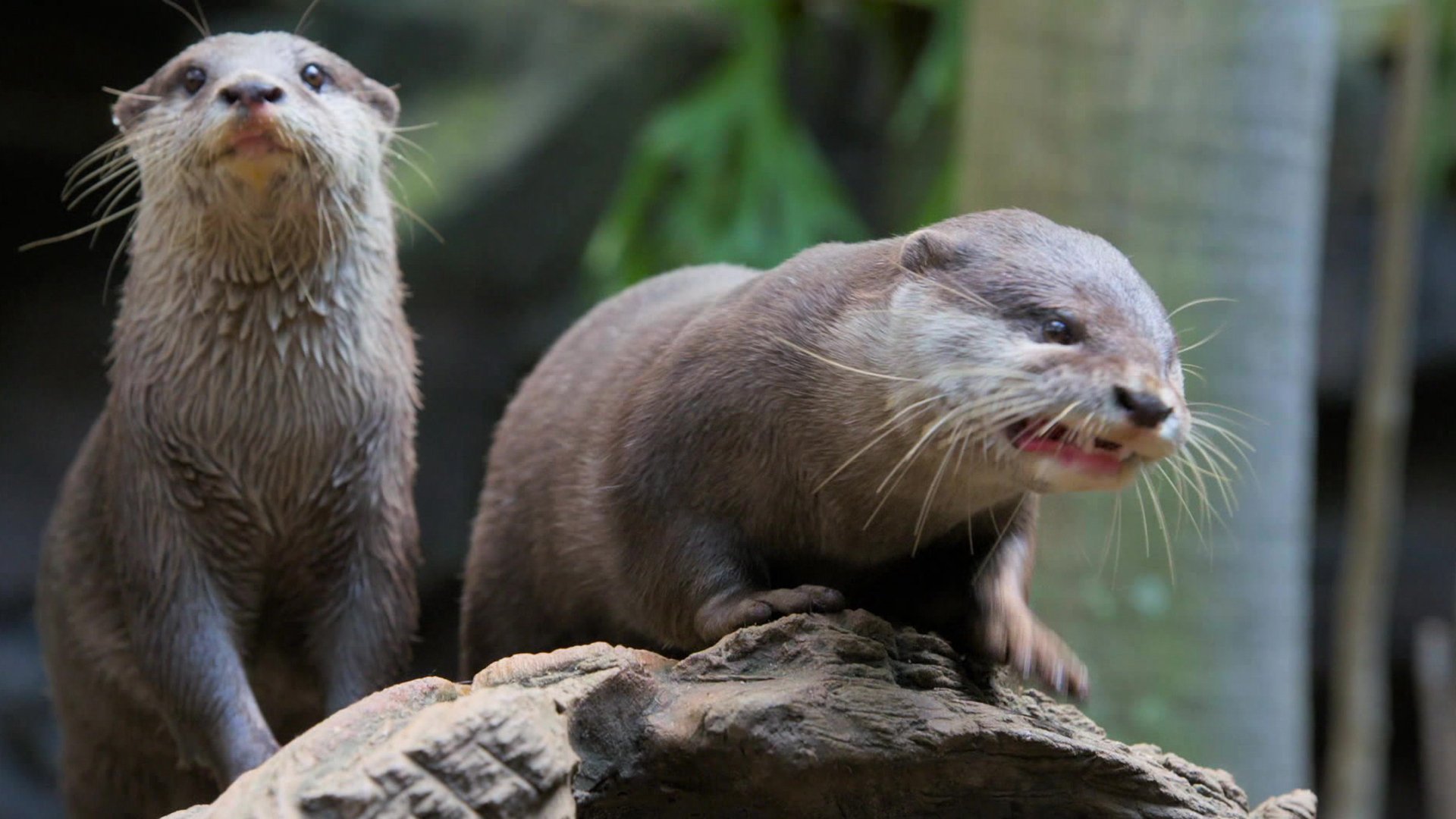 13. Bindi & The Otters