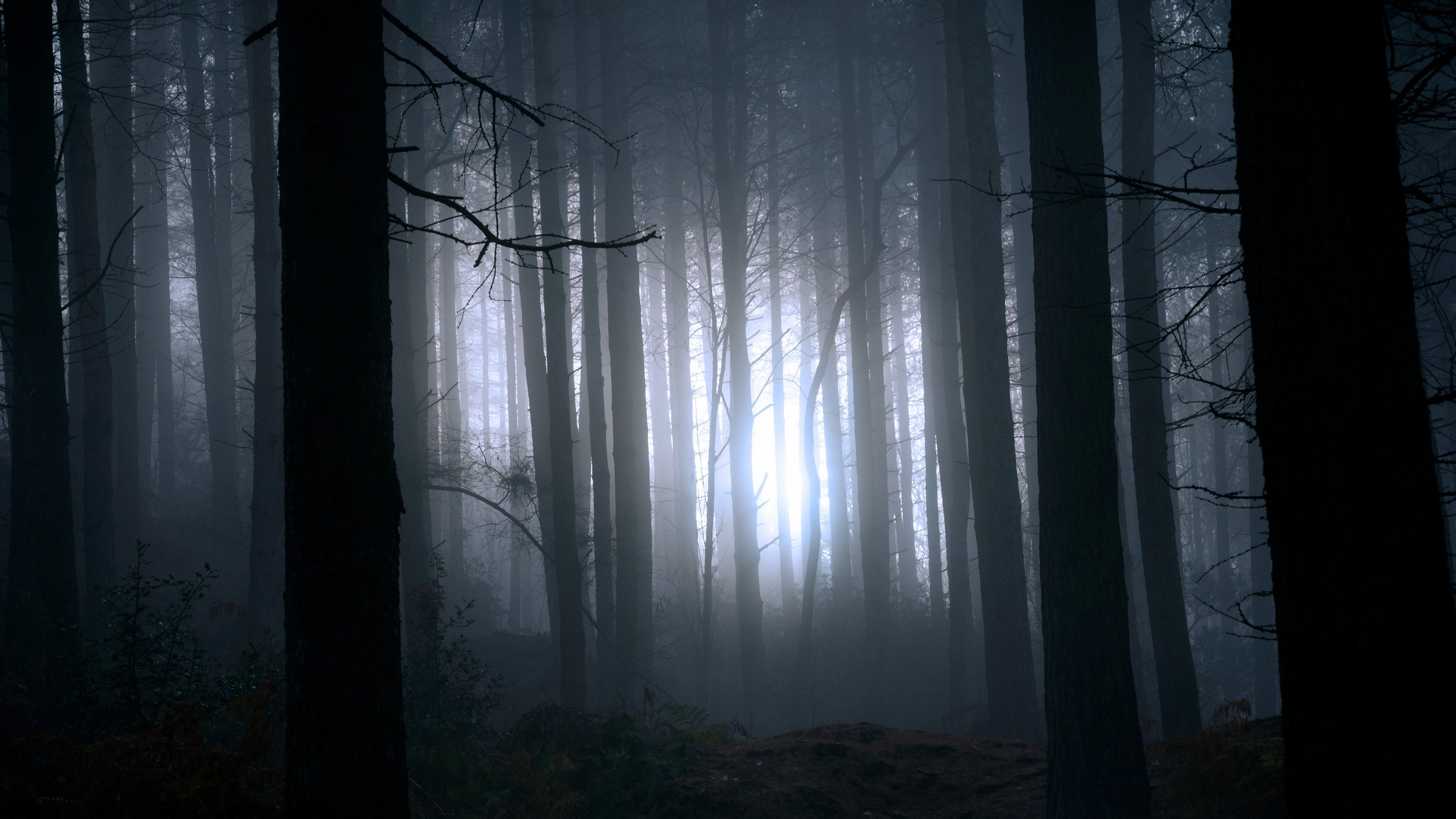 Finding Bigfoot
