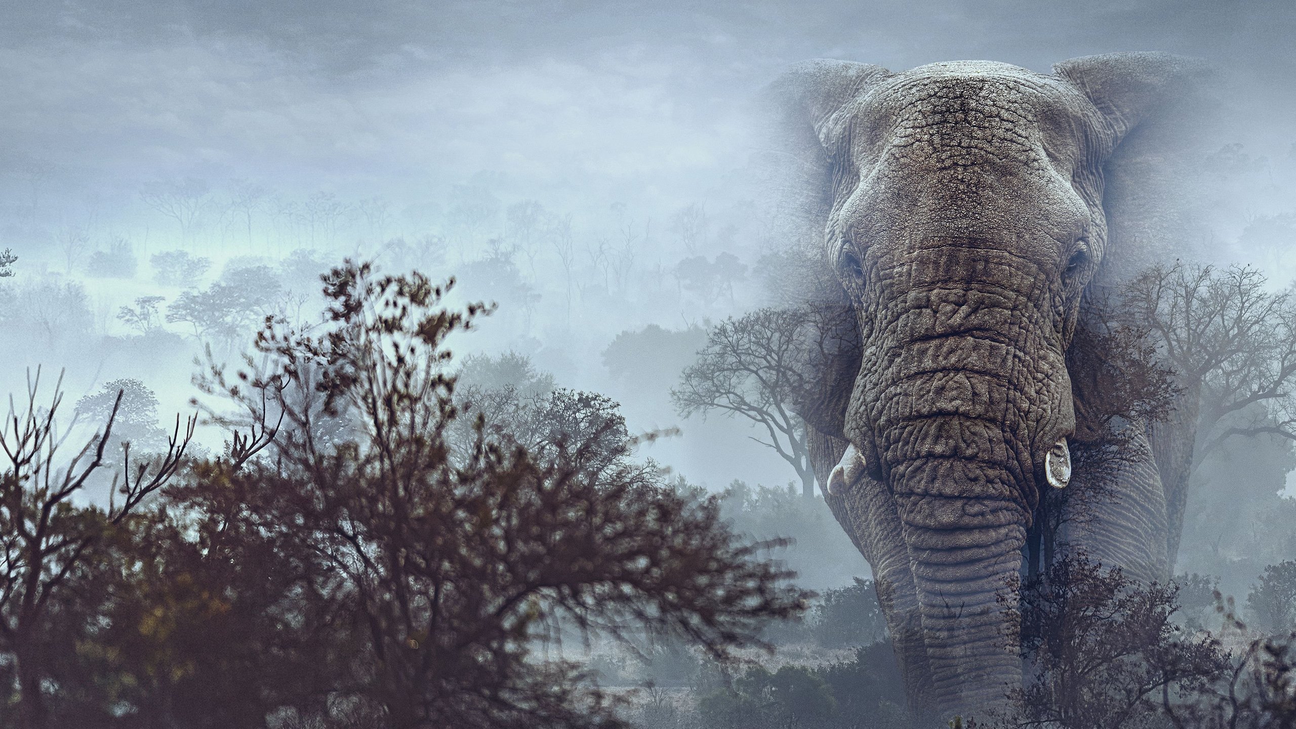 Ghost Elephants