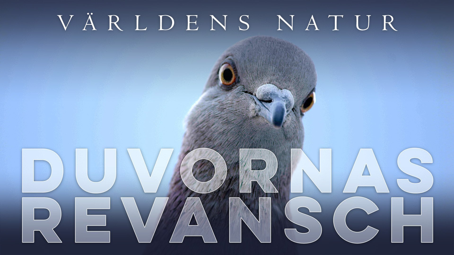 Världens natur: Duvornas revansch