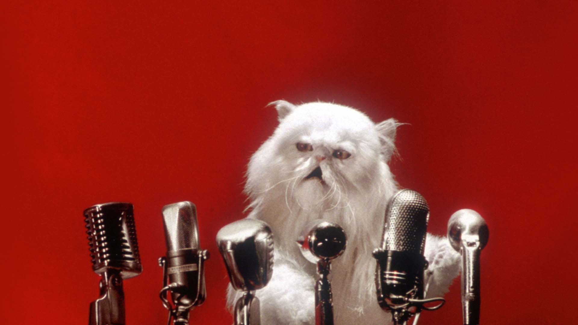 Som hund och katt