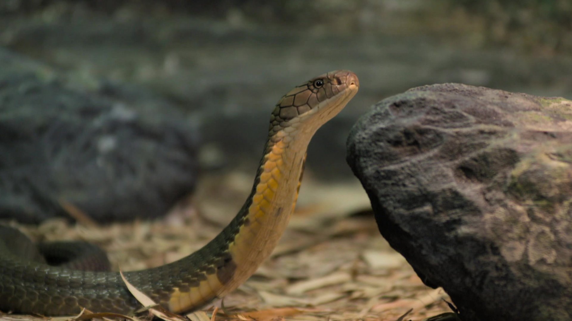 4. Robert, King Of Cobras