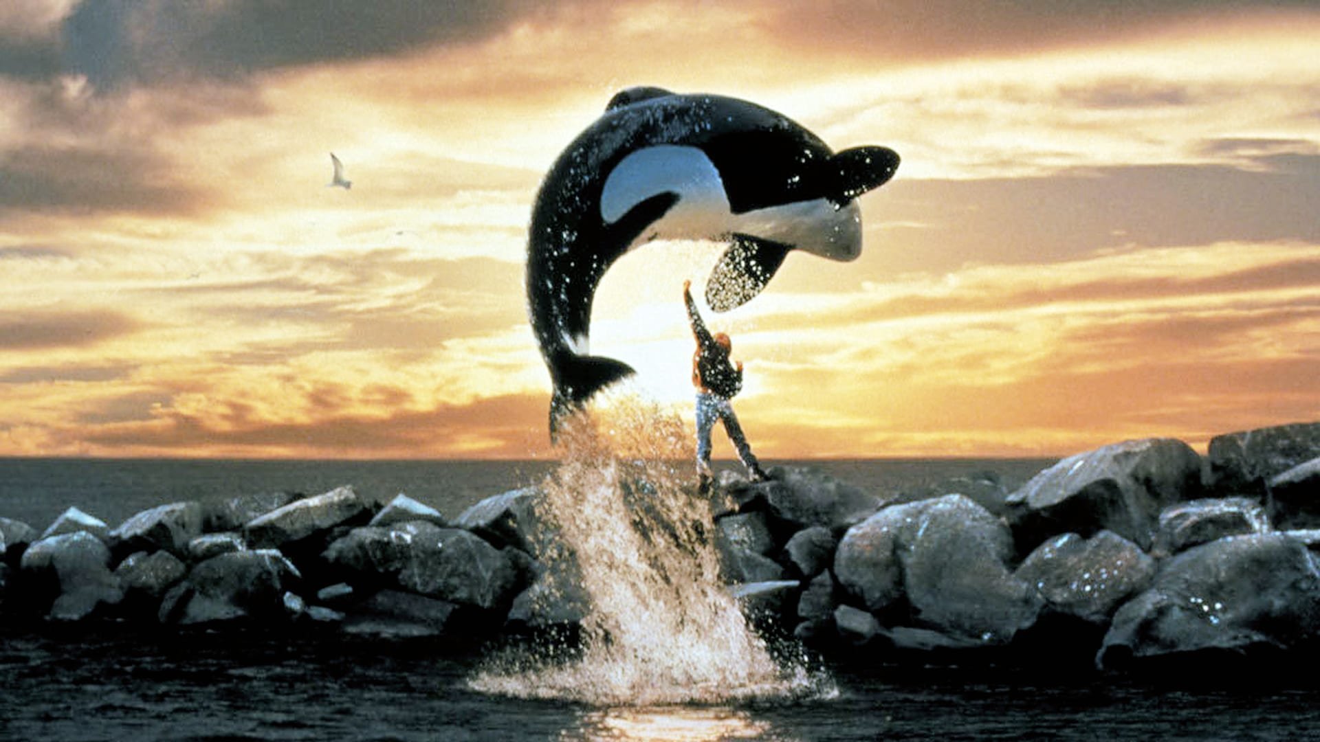 Rädda Willy