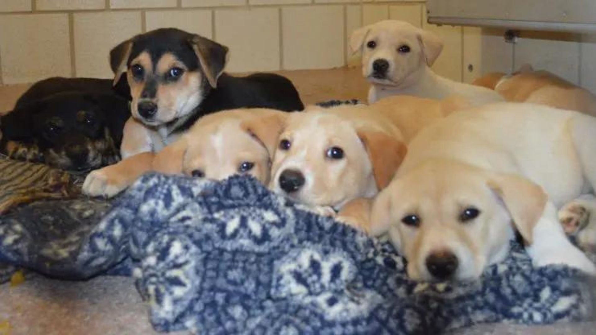 13. 600 Dogs Too Many