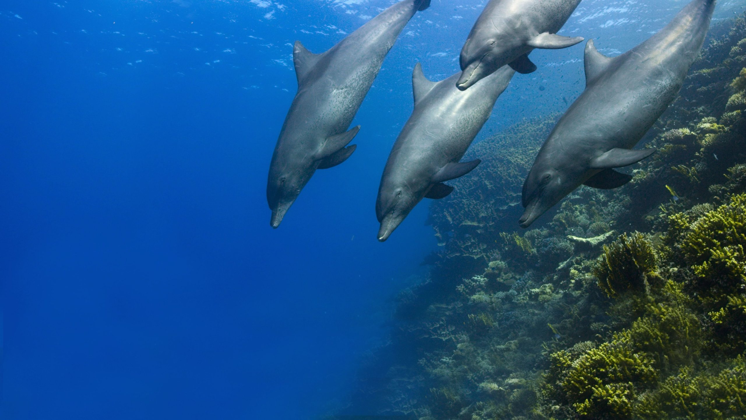 Dolphin Reef