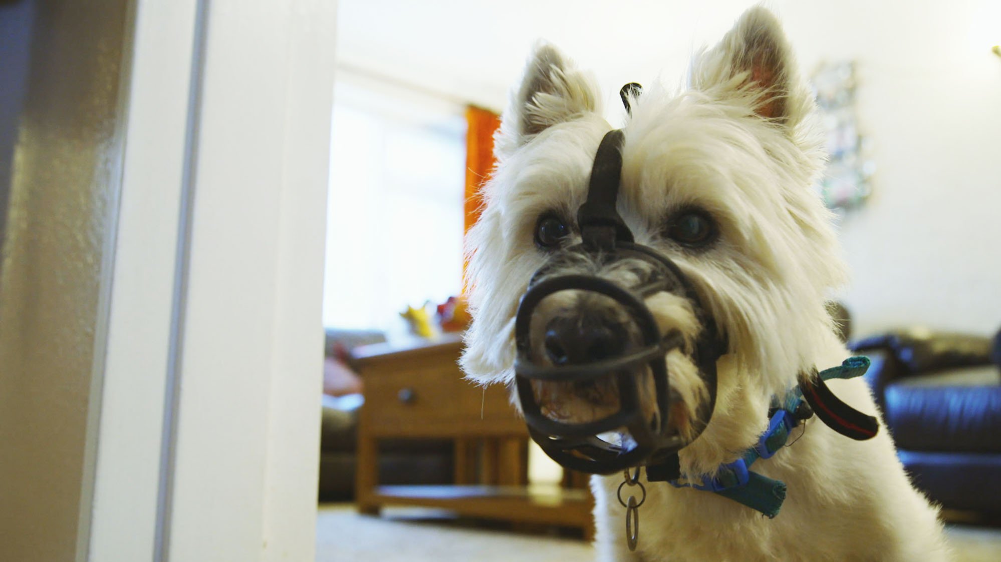 20. Noah: The Wayward Westie