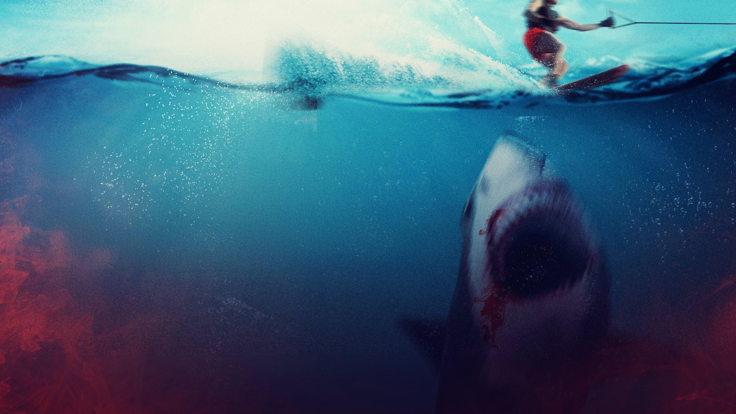 Bull Shark 2