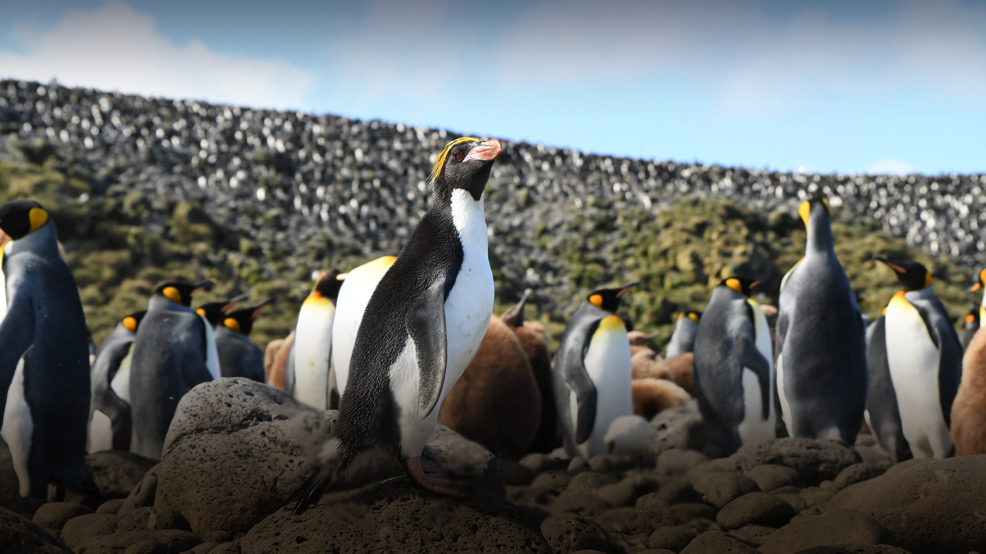 Världens natur: Vår