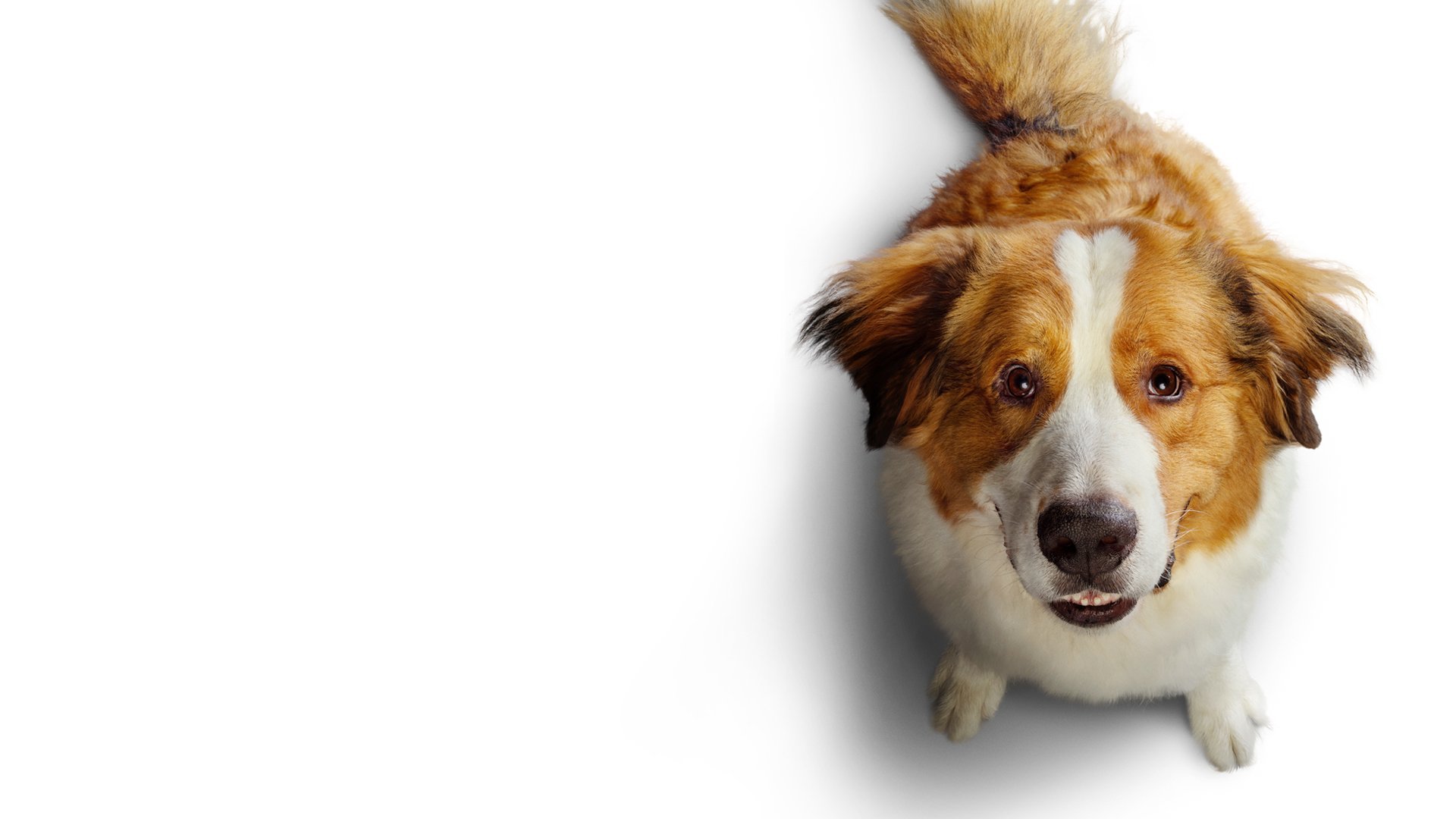 A Dog's Journey