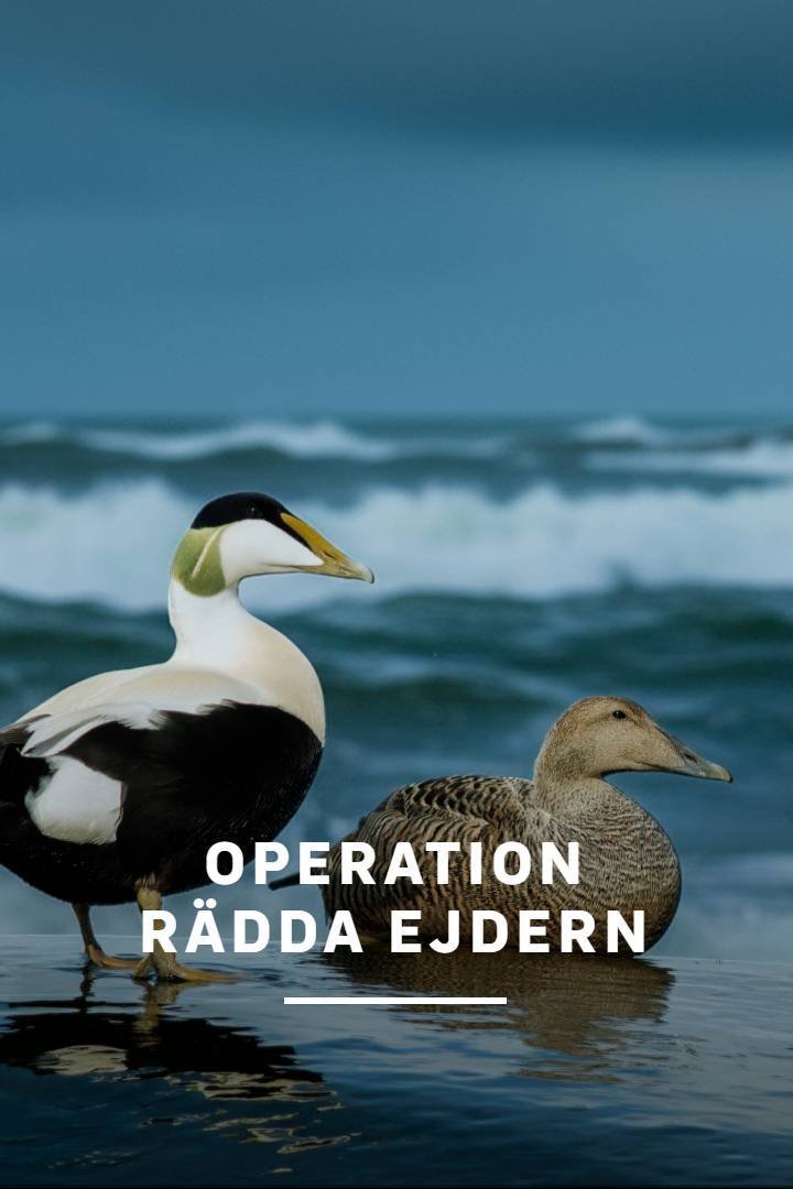 Operation rädda ejdern