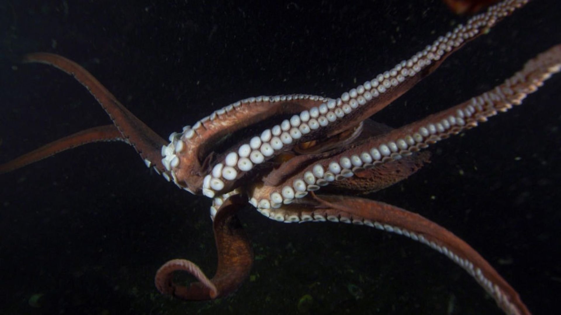 Aliens of the Deep