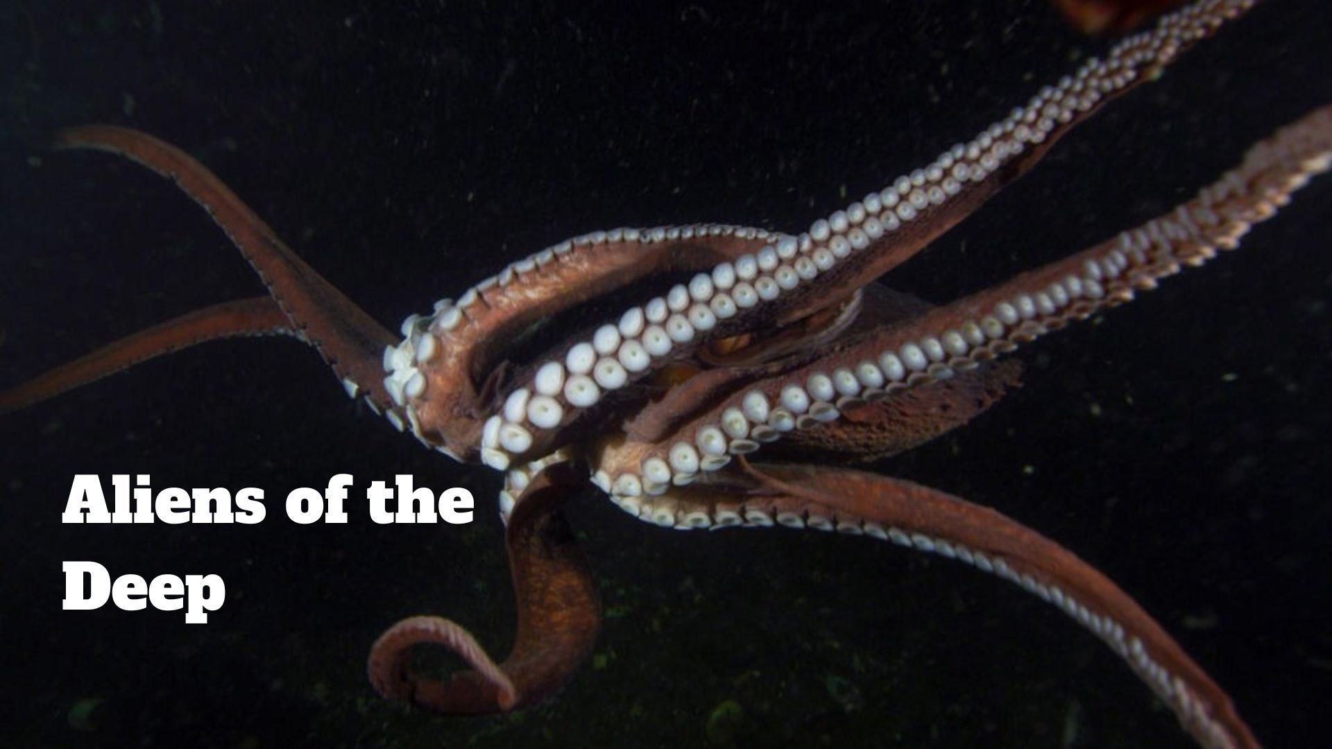 Aliens of the Deep