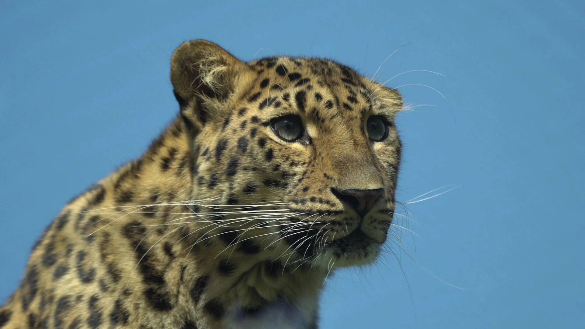 77. Leopard