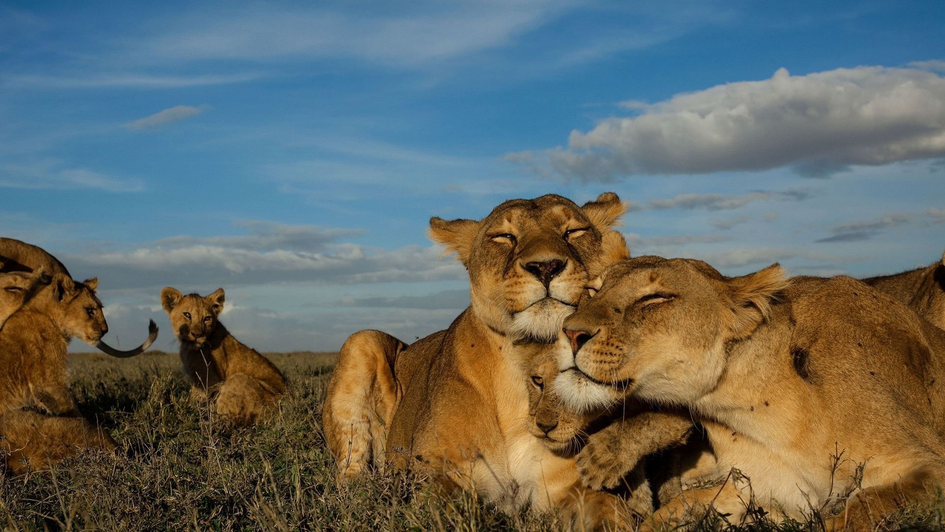 Leva med stora kattdjur (avslöjat)