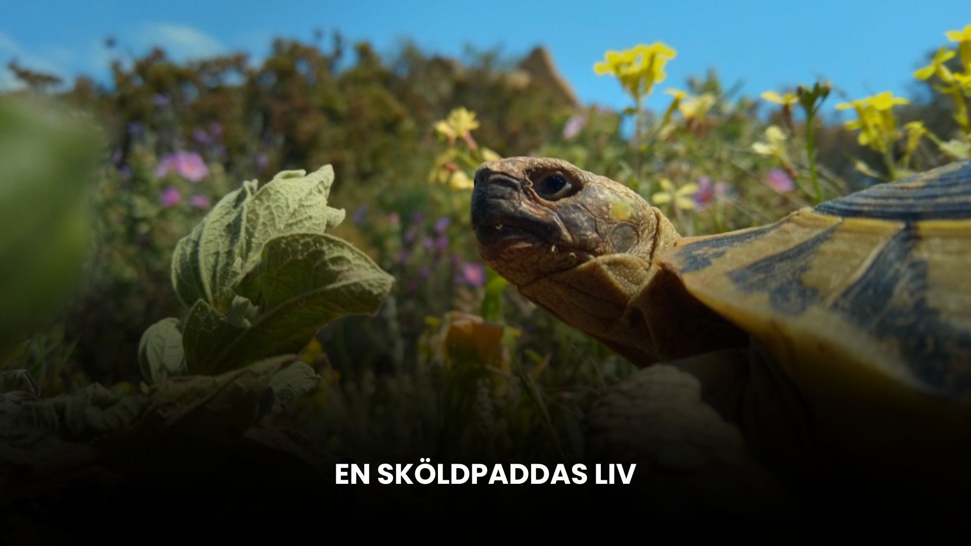 En sköldpaddas liv