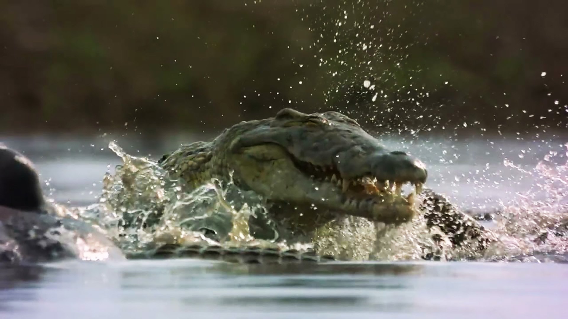 2. Croc V Hippo