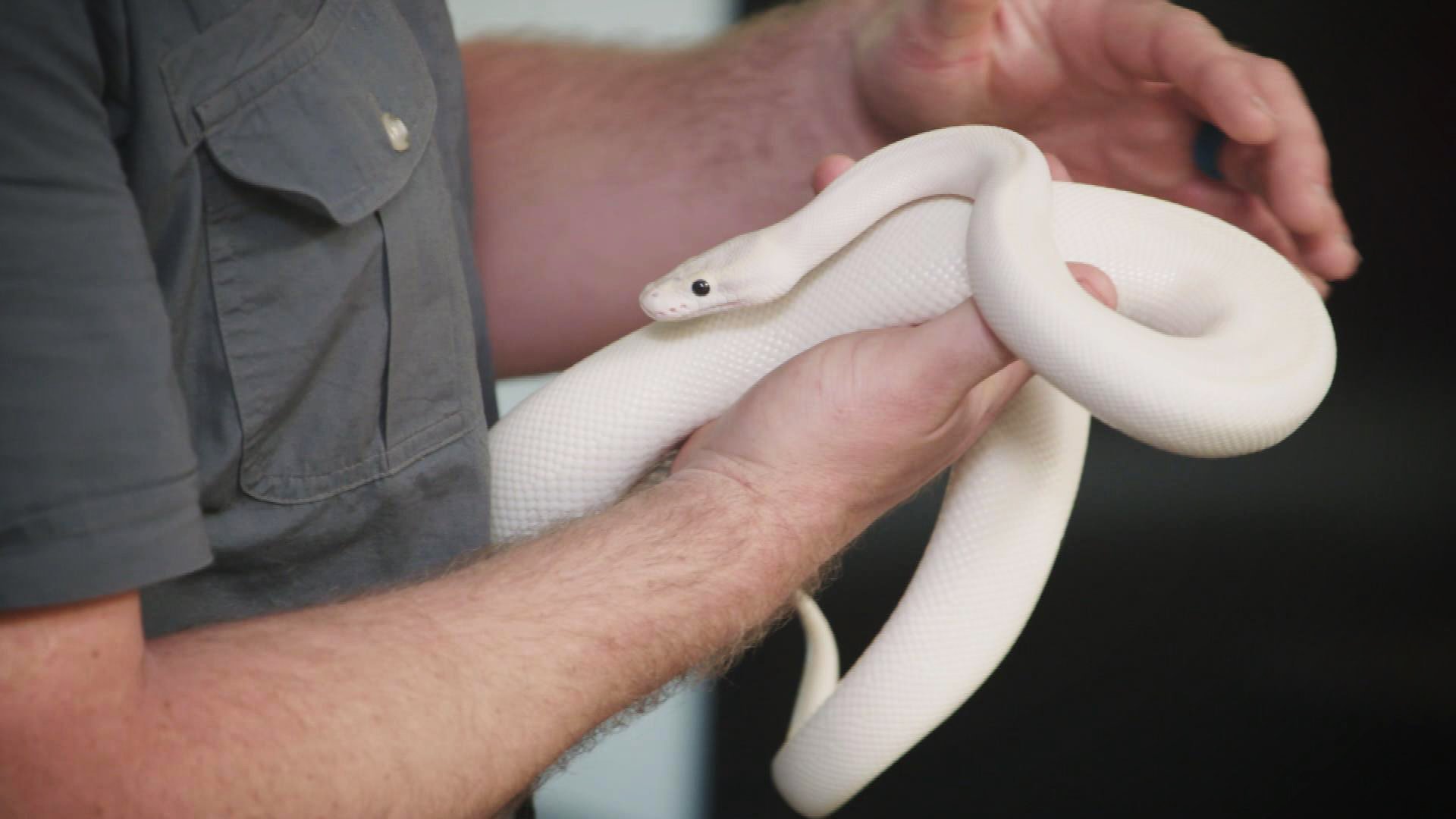 2. Princess And The Python