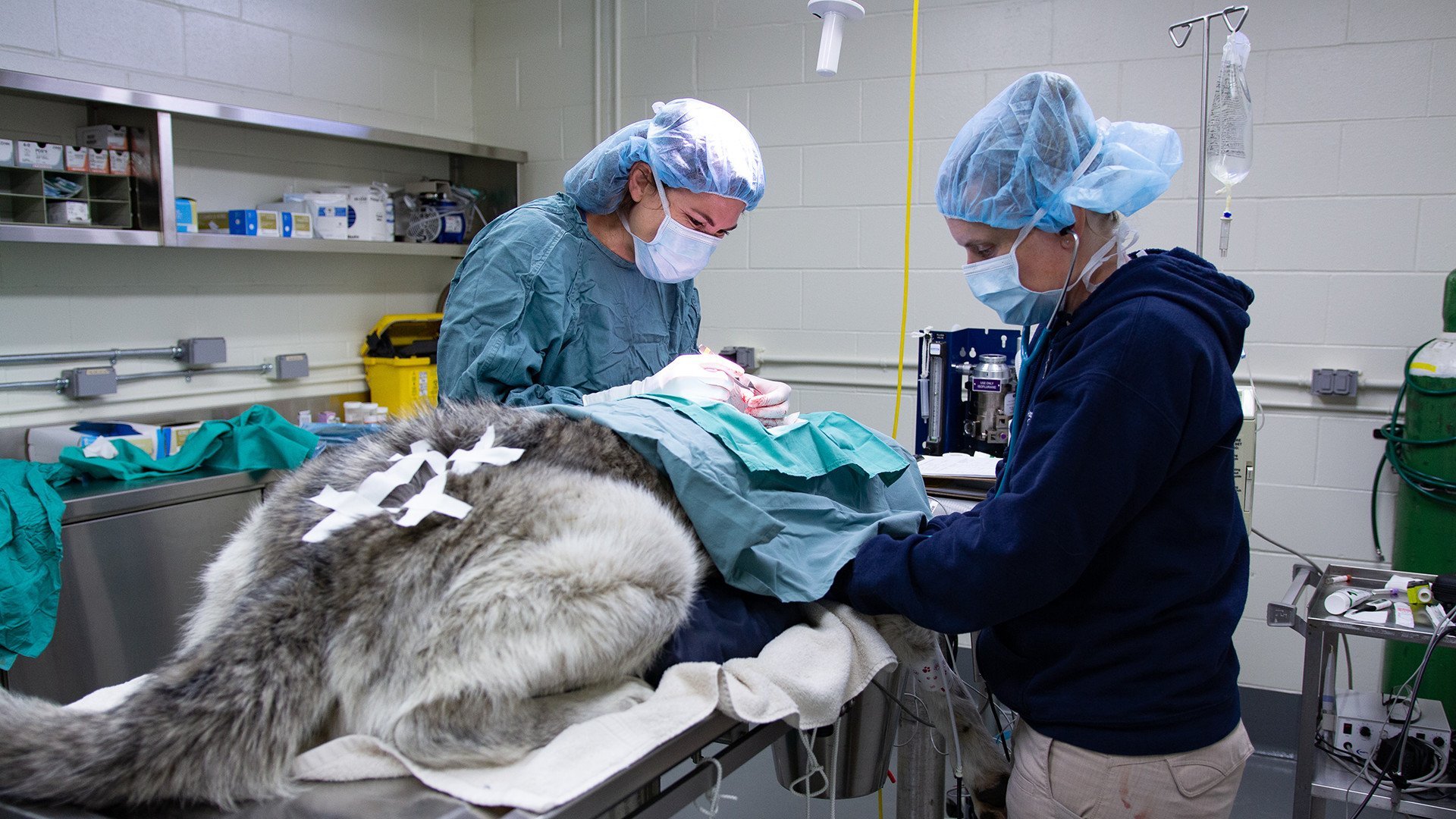 6. Filmvargar i nöd