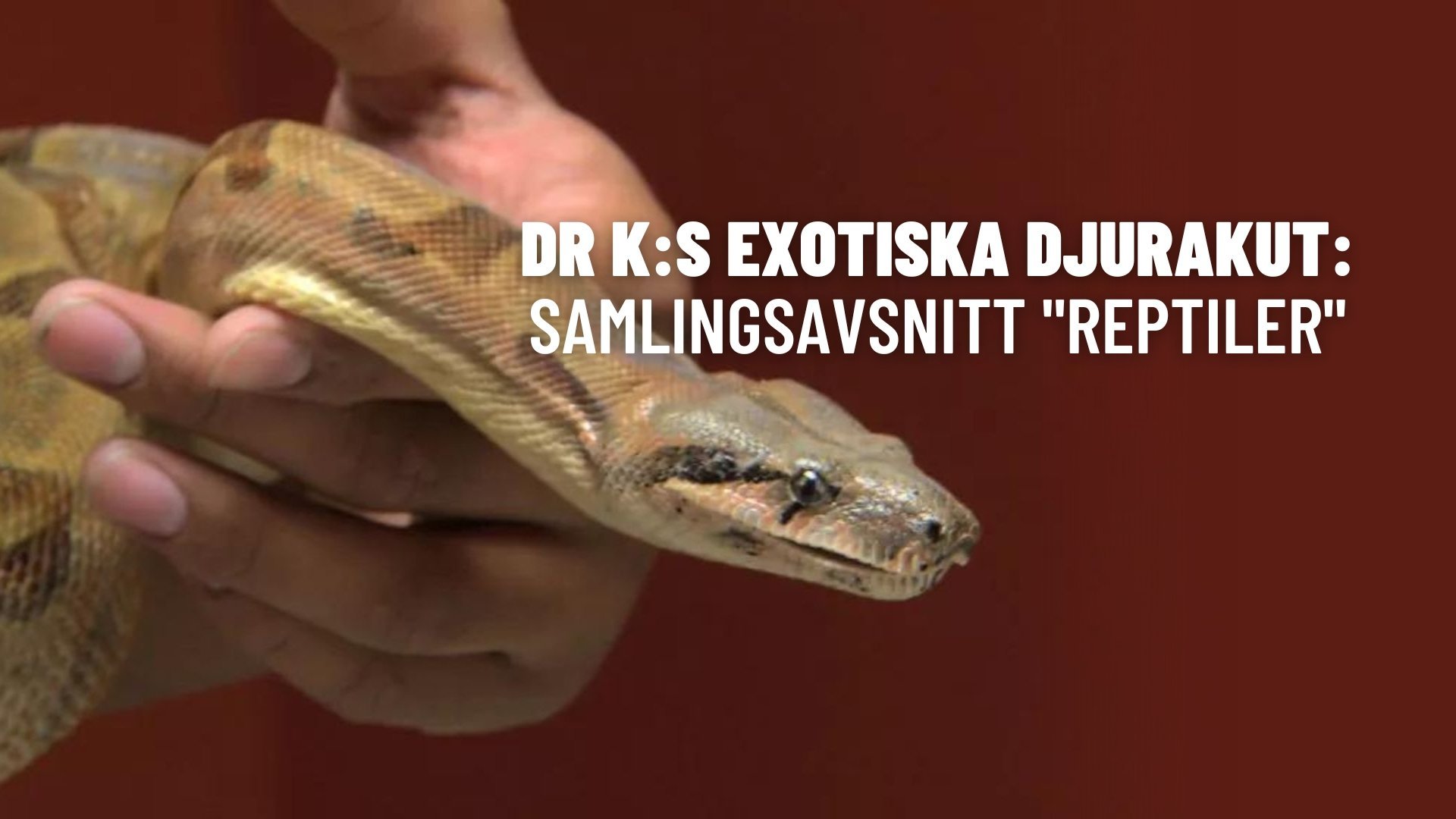 Dr K:s exotiska djurakut: Samlingsavsnitt "Reptiler"
