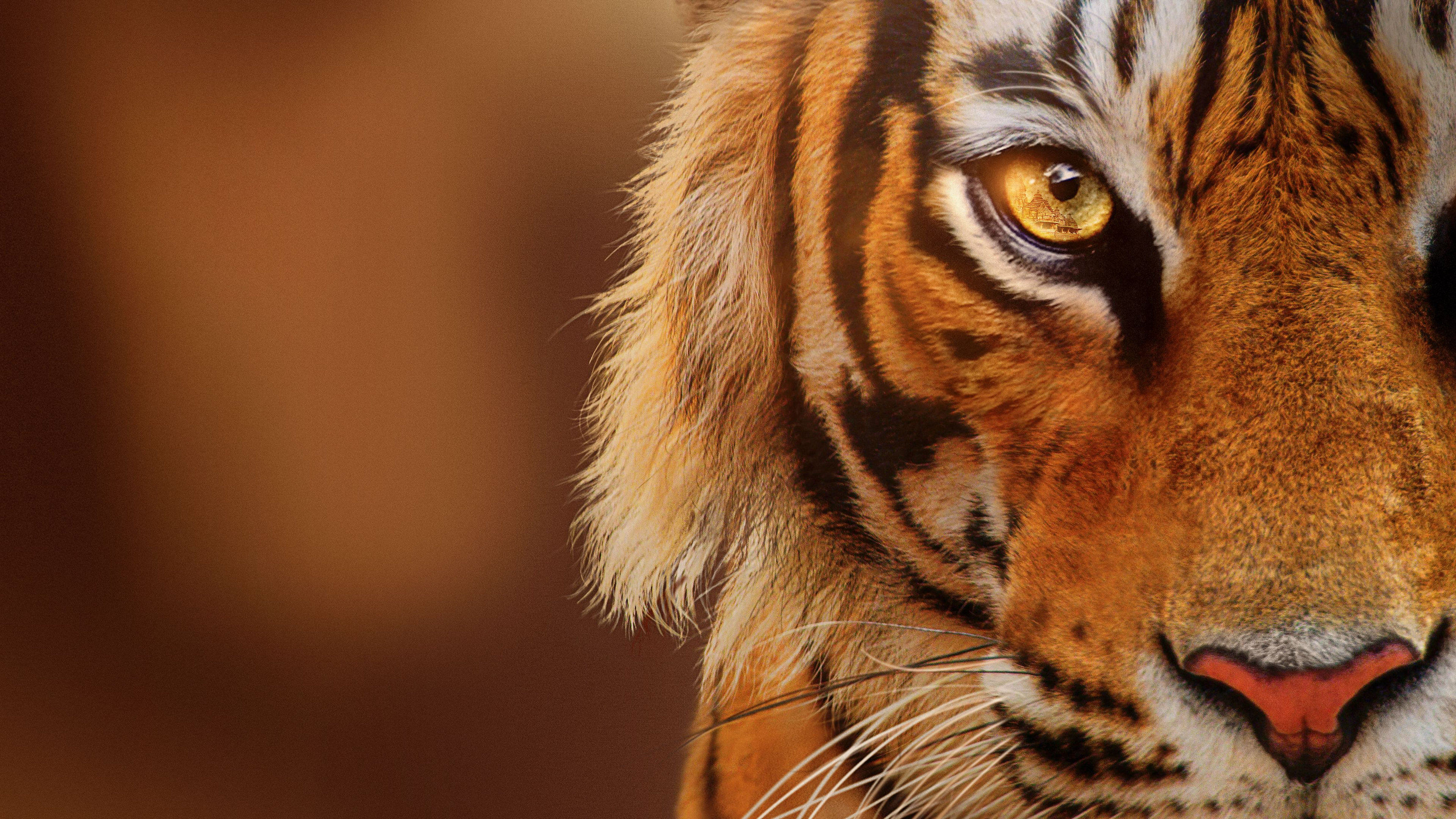 Tigers on the Rise