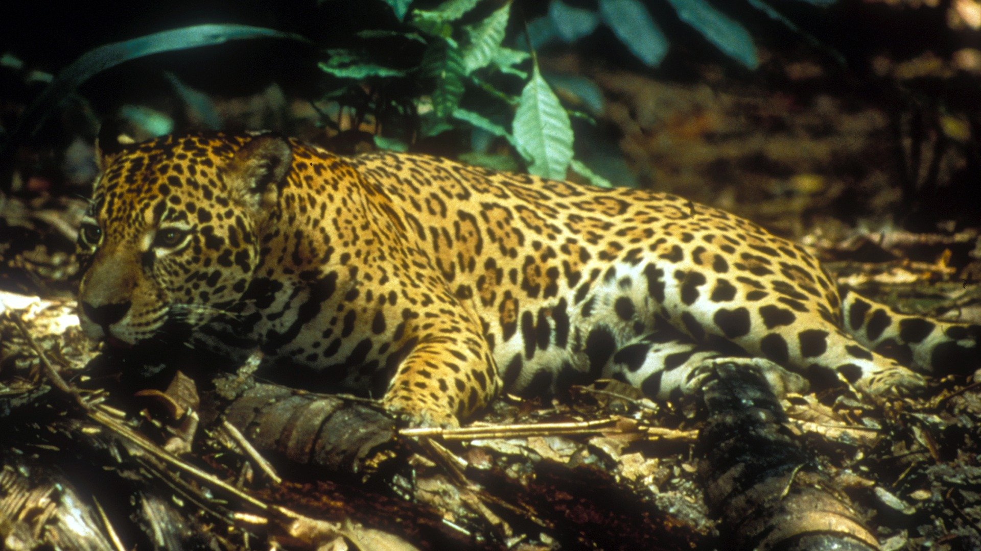 Amazonas