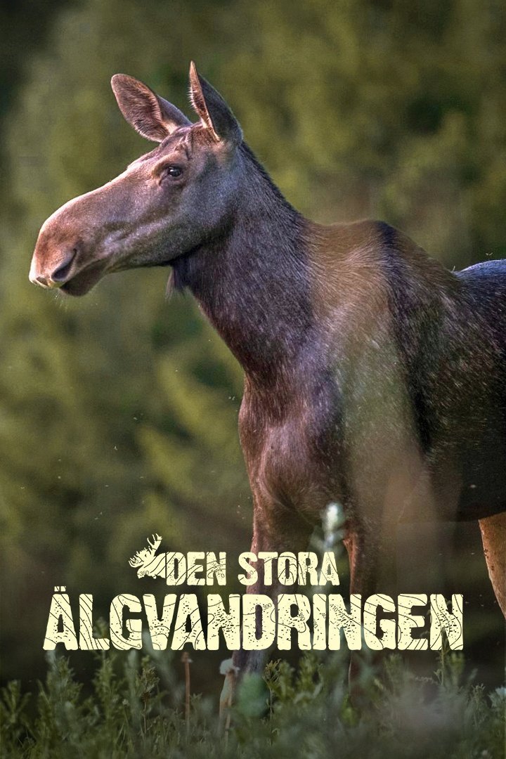 Den stora älgvandringen
