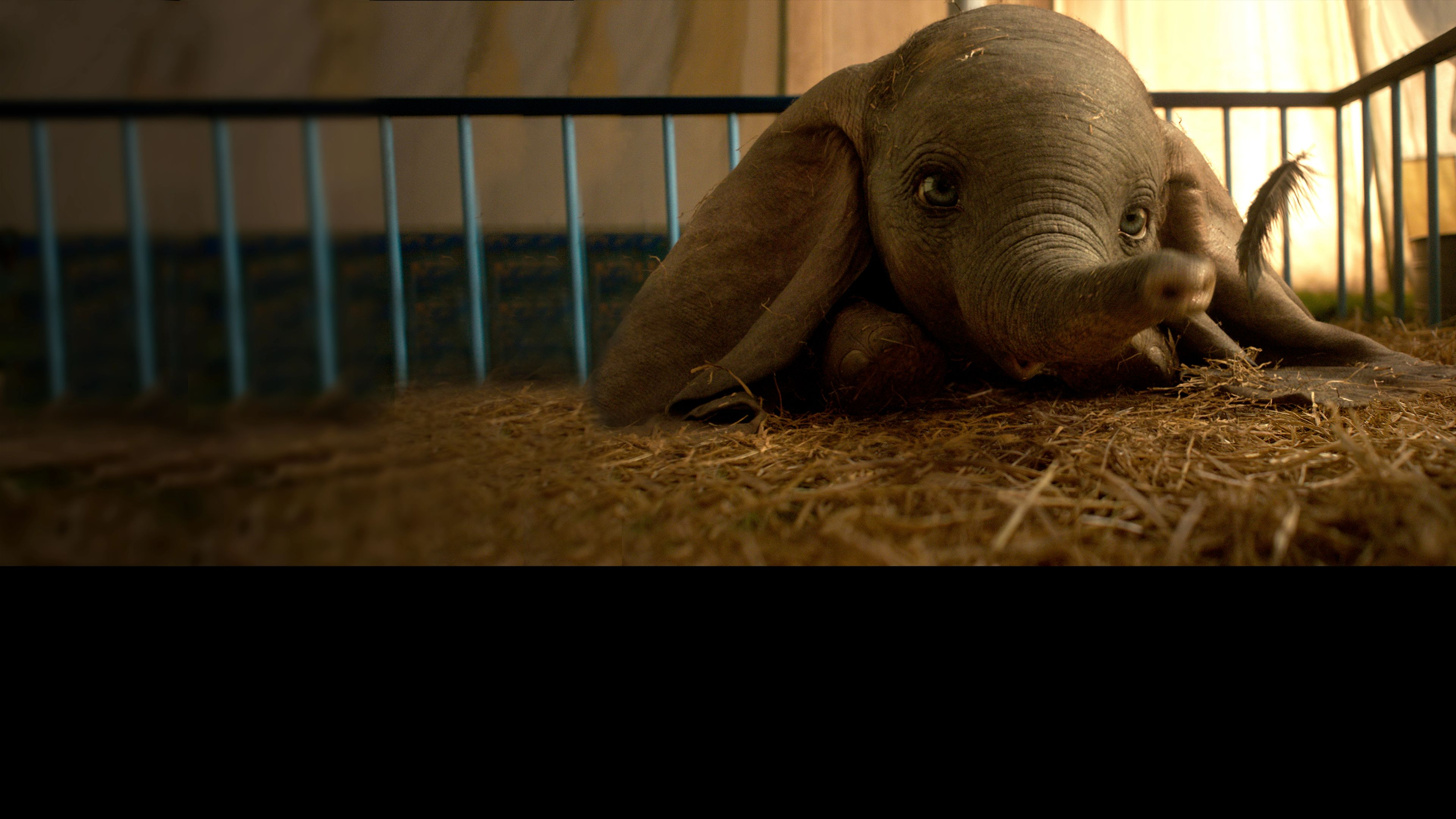 Dumbo