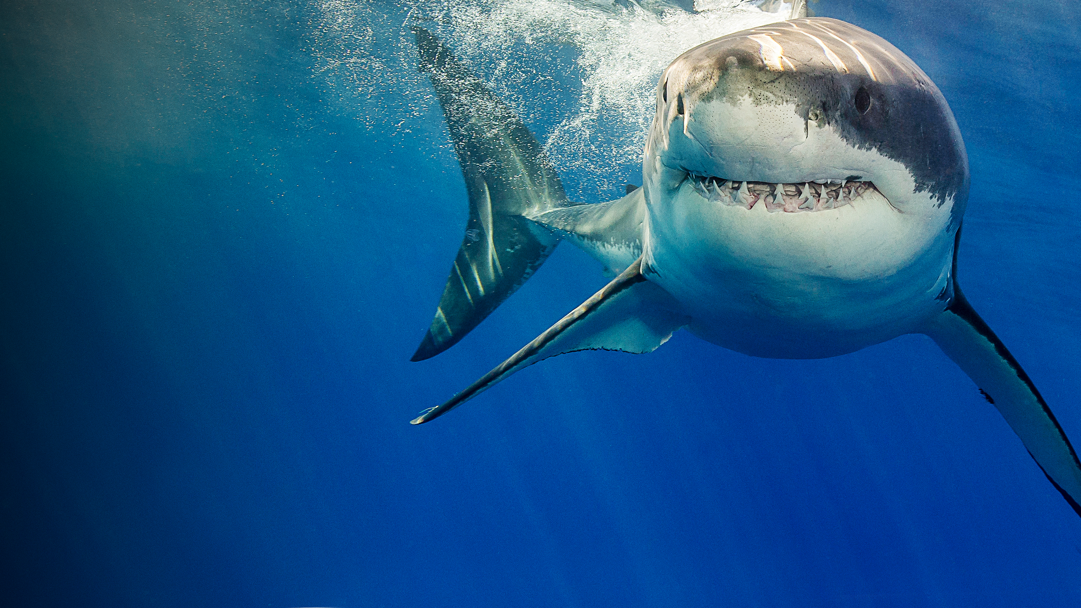 What the Shark?
