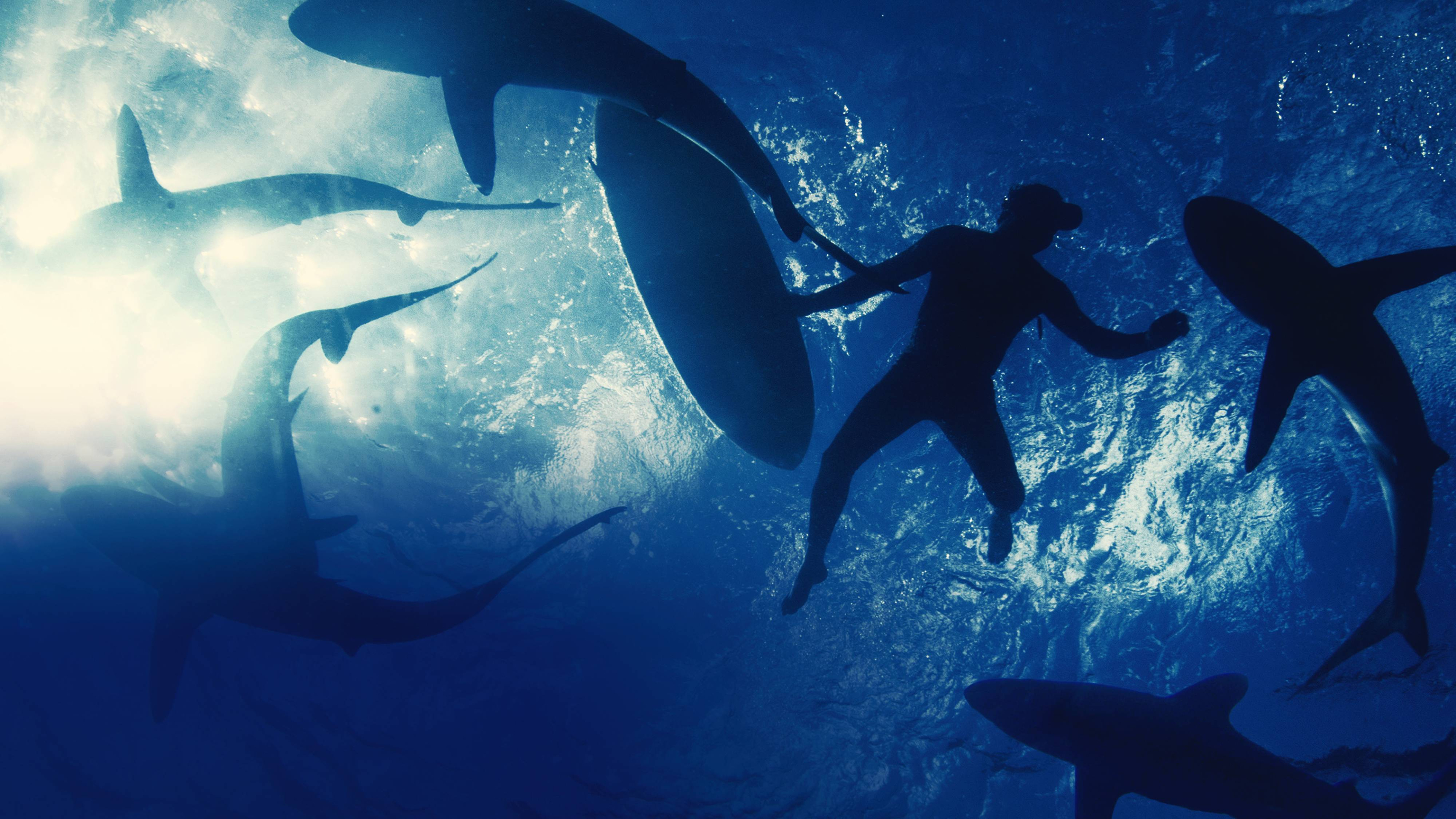 Sharkwrecked: Crash Landing
