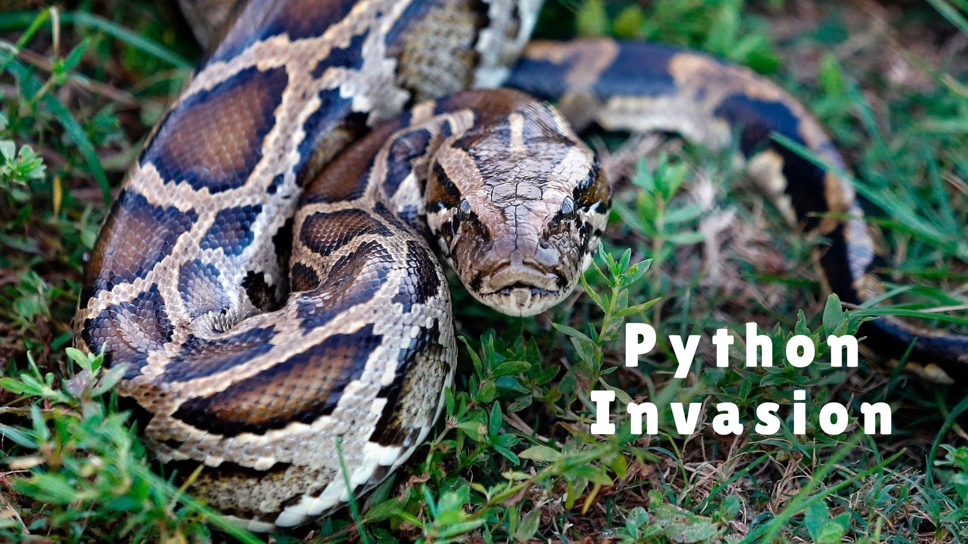 Python Invasion