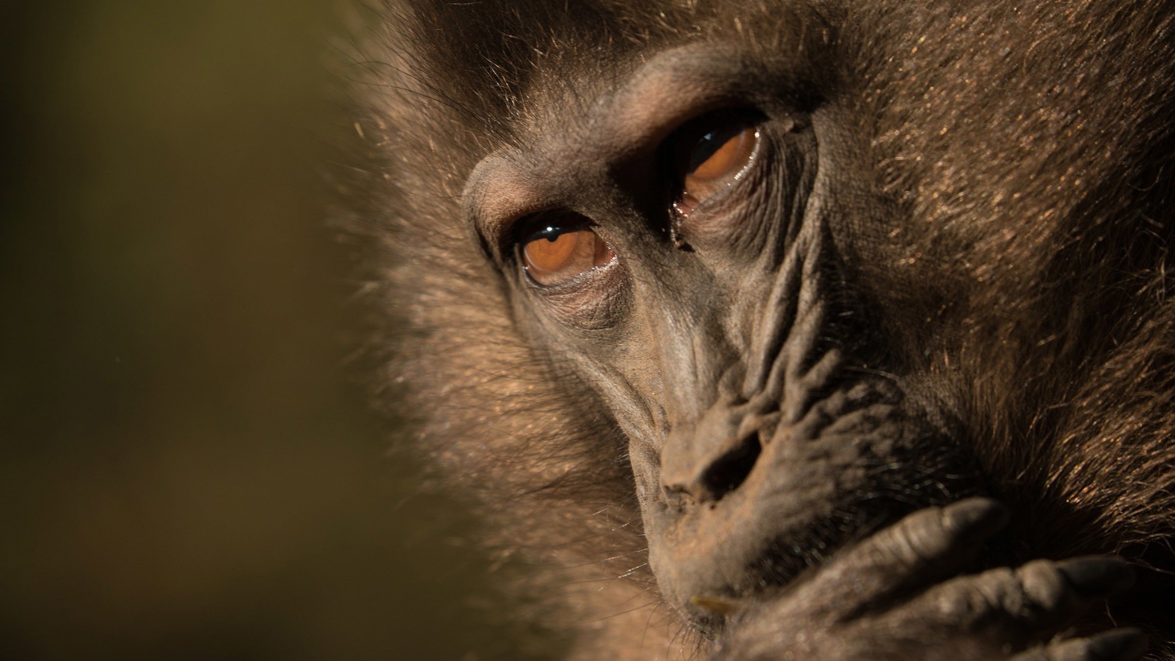 Monkey Wars