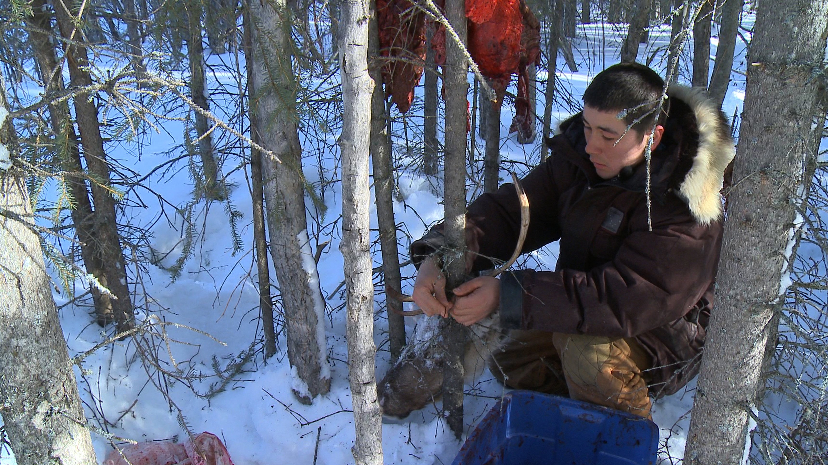 2. The Race For Fur
