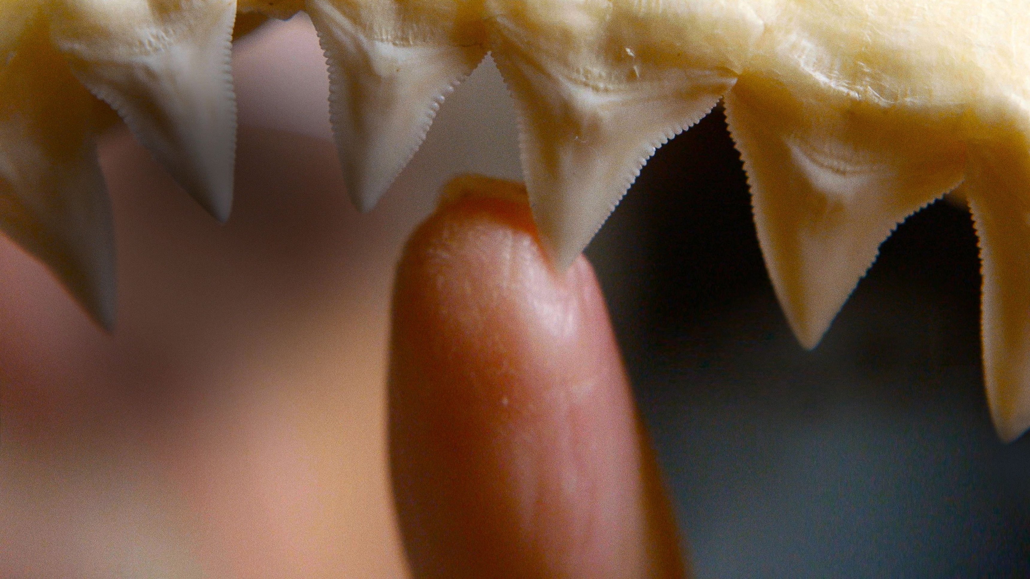 Raging Bullshark