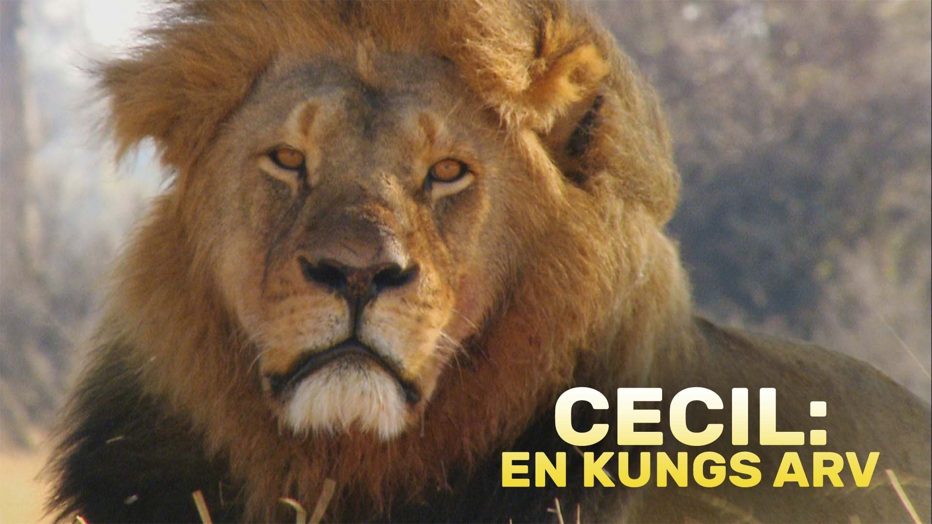 Cecil: En kungs arv